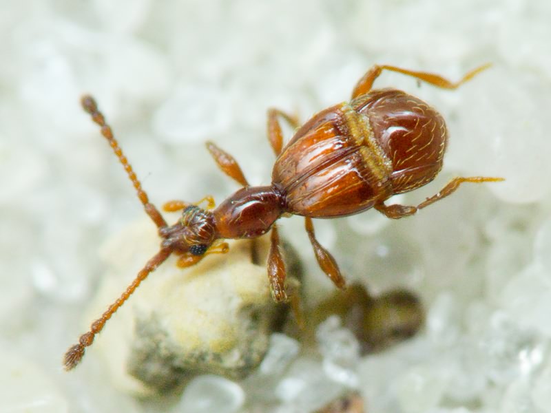 Pselaphus heisei Herbst, 1792